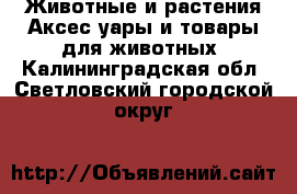 Животные и растения Аксесcуары и товары для животных. Калининградская обл.,Светловский городской округ 